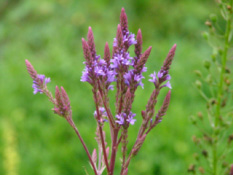 Verbena hastataIJzerhard bestellen